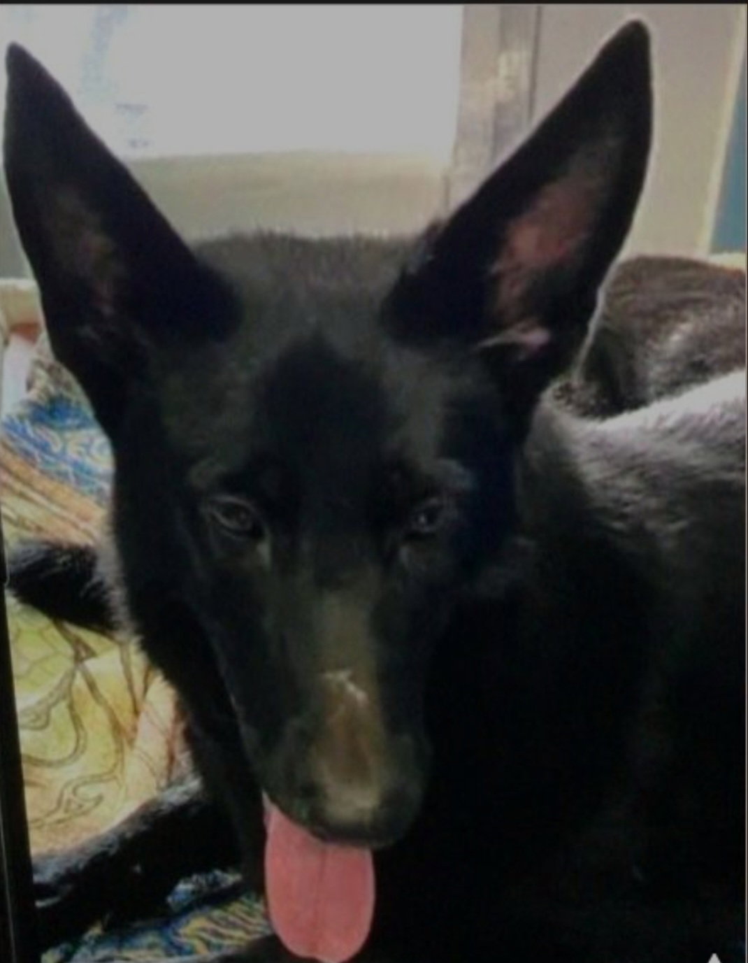 Dog for Adoption Talya, a German Shepherd Dog in Conyers, GA Alpha Paw