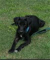 adoptable Dog in Loganville, GA named Chaplin