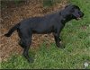 adoptable Dog in Loganville, GA named Joplin