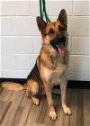 adoptable Dog in Loganville, GA named Emile