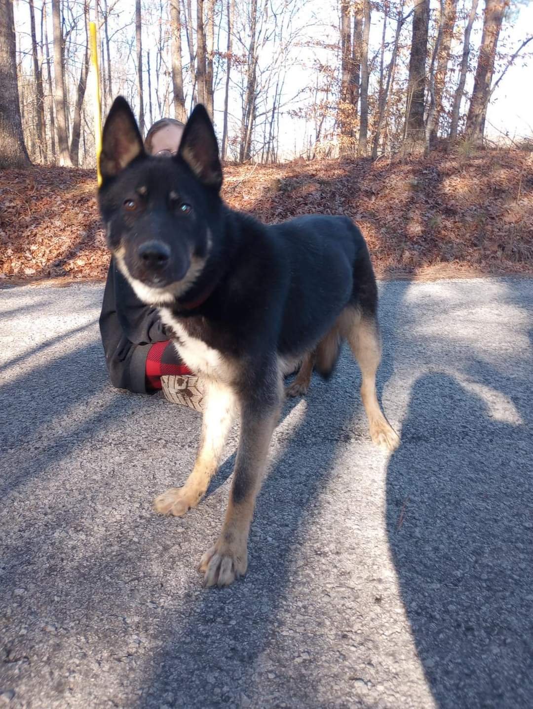 adoptable Dog in Loganville, GA named Kari