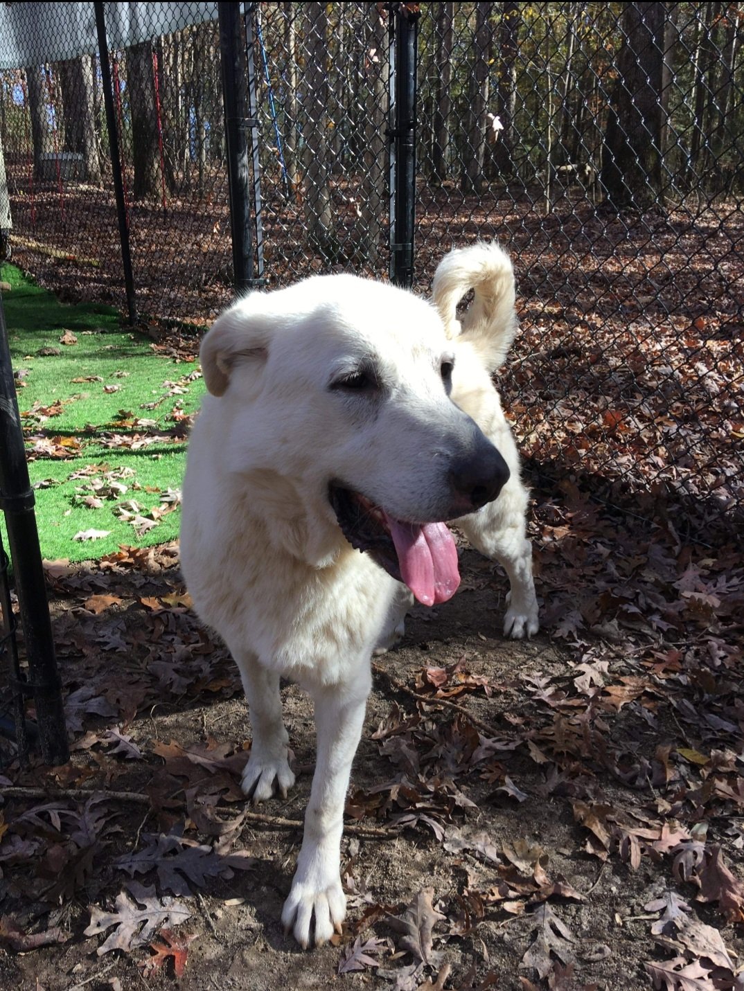 adoptable Dog in Loganville, GA named Chris