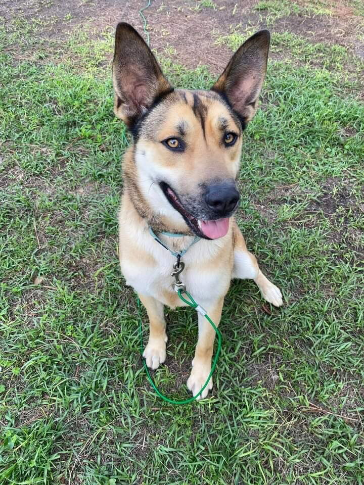 Dog for Adoption - Ezra, a German Shepherd Dog in Atlanta, GA | Alpha Paw