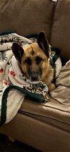 adoptable Dog in loganville, GA named Madison