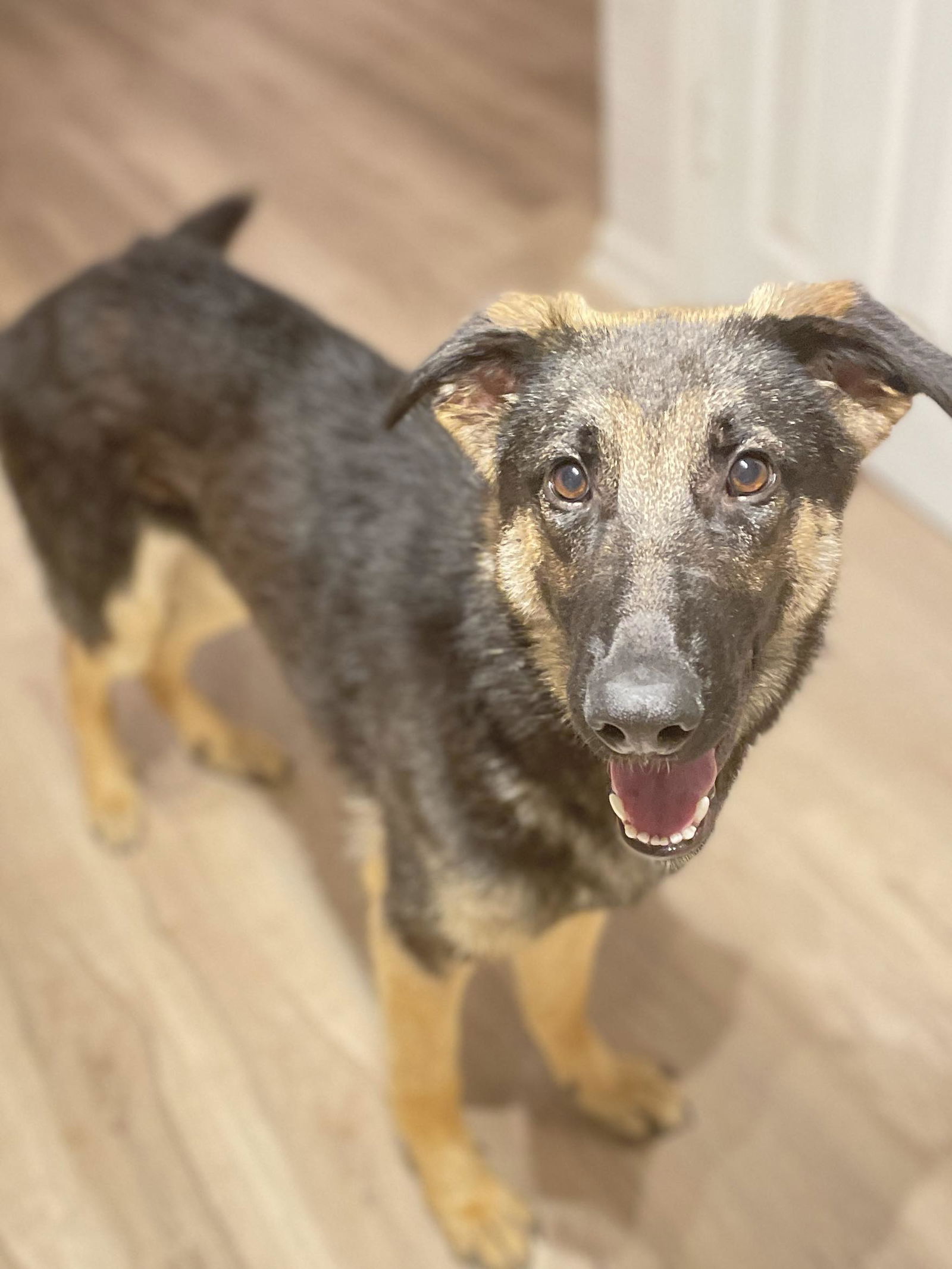 Dog for Adoption - Aiyla, a German Shepherd Dog in Cumming, GA | Alpha Paw