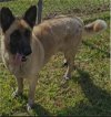 adoptable Dog in loganville, GA named Nadhya