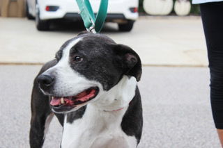 adoptable Dog in Loganville, GA named Domino