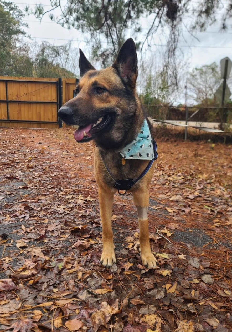 Dog for Adoption Jayse, a German Shepherd Dog in Gresham Park, GA