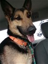adoptable Dog in loganville, GA named Denzel