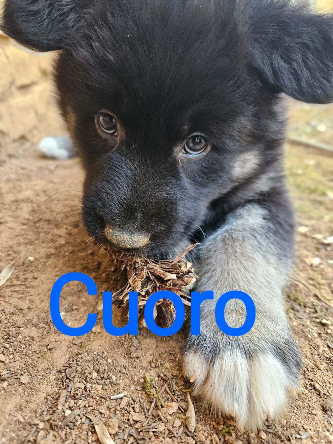 Dog for Adoption - Cuoro, a German Shepherd Dog in Forsyth County, GA