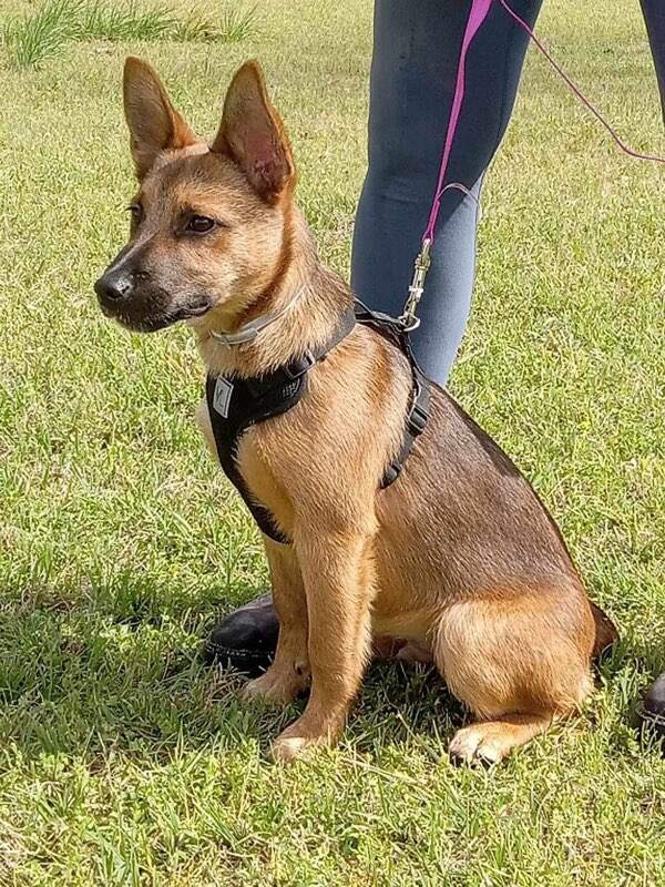 Dog for Adoption Dallas, a German Shepherd Dog in Athens, GA Alpha Paw