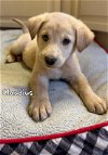 adoptable Dog in loganville, GA named Claudius