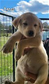 adoptable Dog in loganville, GA named Agnes