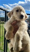 adoptable Dog in loganville, GA named Fabia