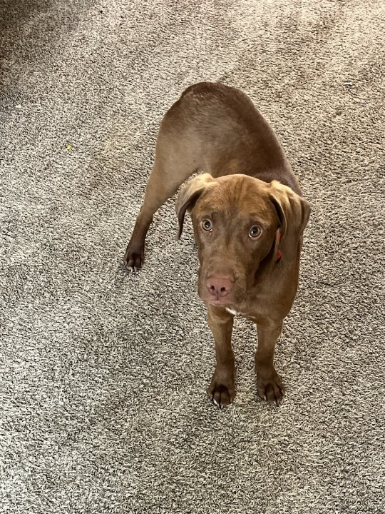 adoptable Dog in Loganville, GA named Axel