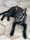 adoptable Dog in loganville, GA named Aaron