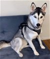adoptable Dog in loganville, GA named Bruno