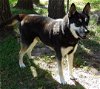 adoptable Dog in loganville, GA named Champ