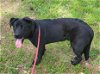 adoptable Dog in loganville, GA named Biffel
