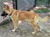 adoptable Dog in loganville, GA named Machi