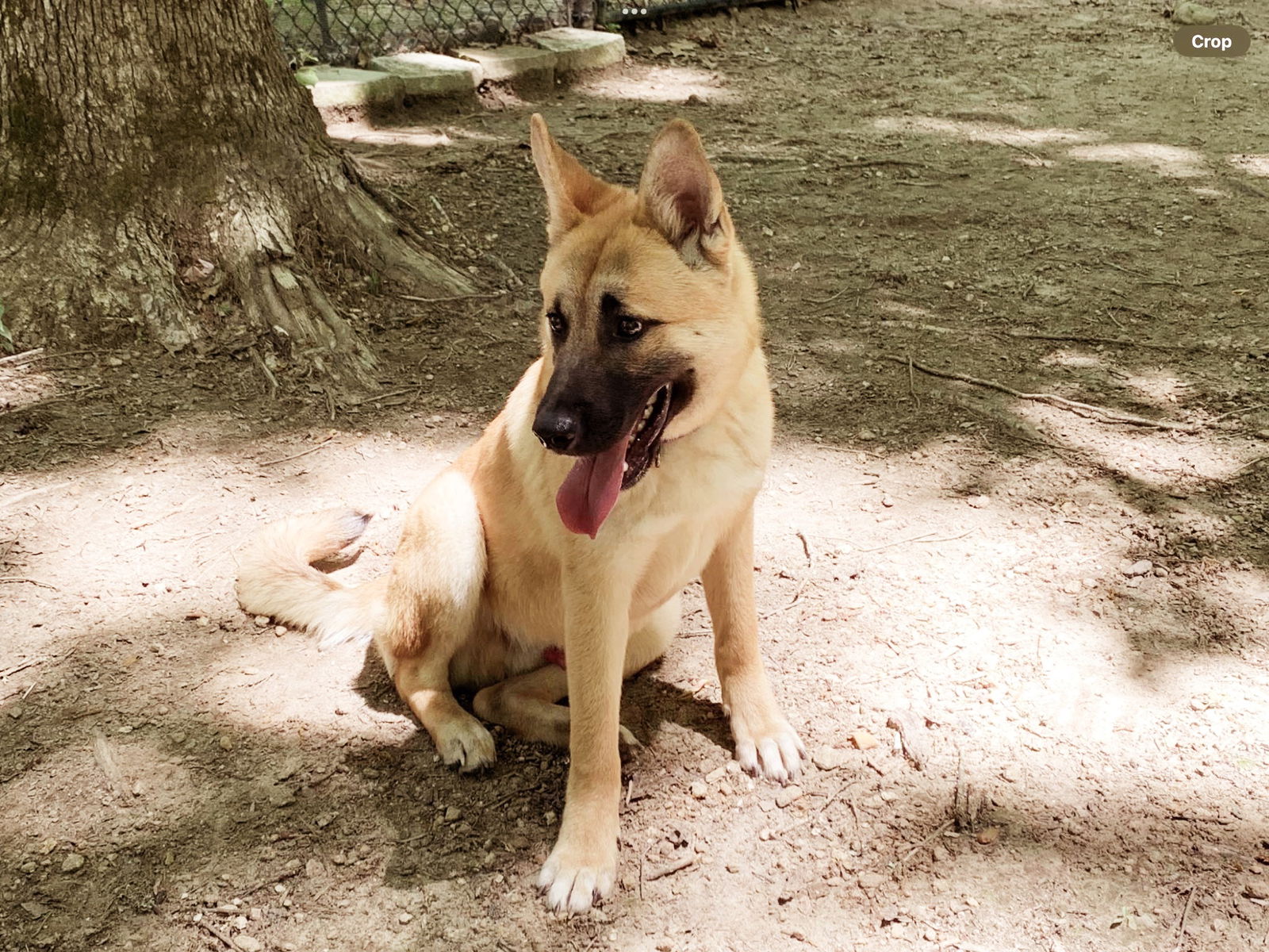 Dog For Adoption - Machi, A German Shepherd Dog In Braselton, Ga 