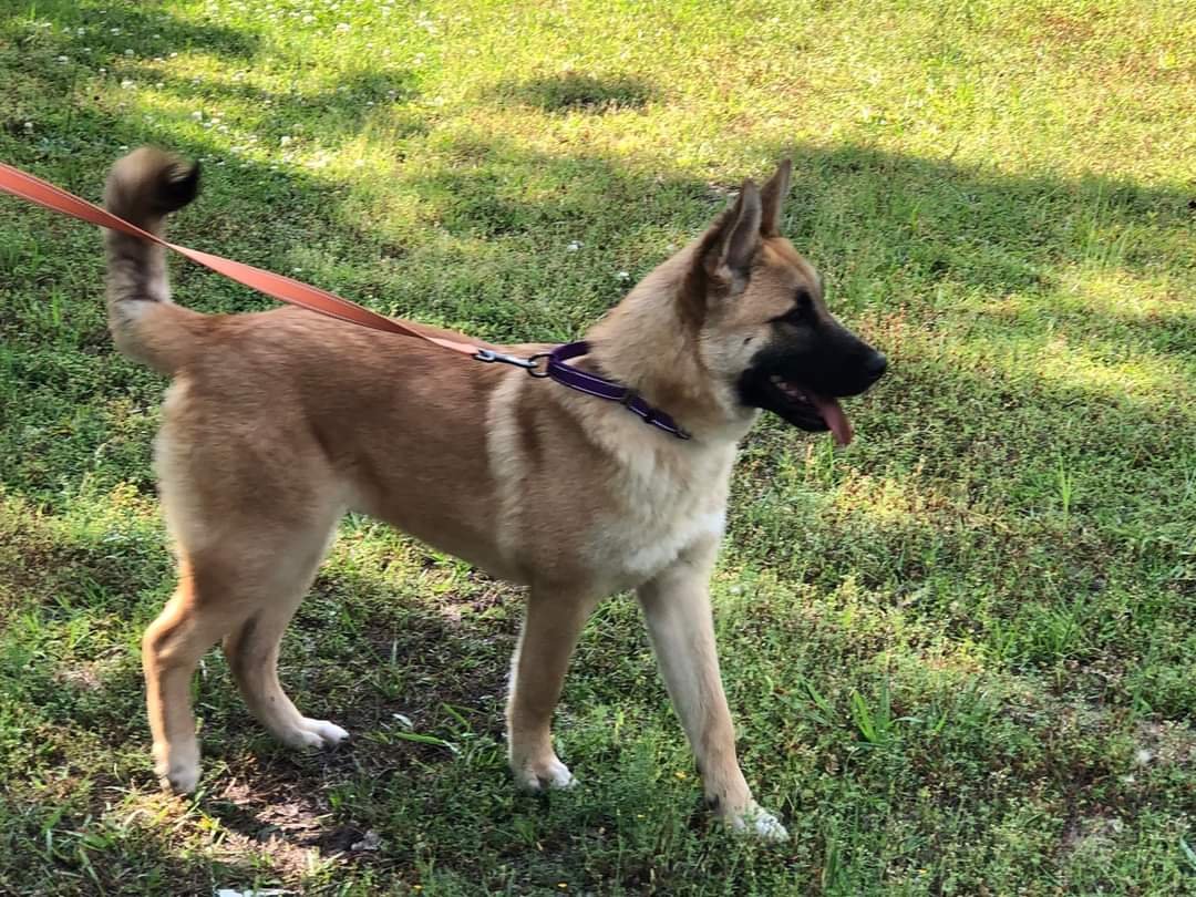 adoptable Dog in Loganville, GA named Machi
