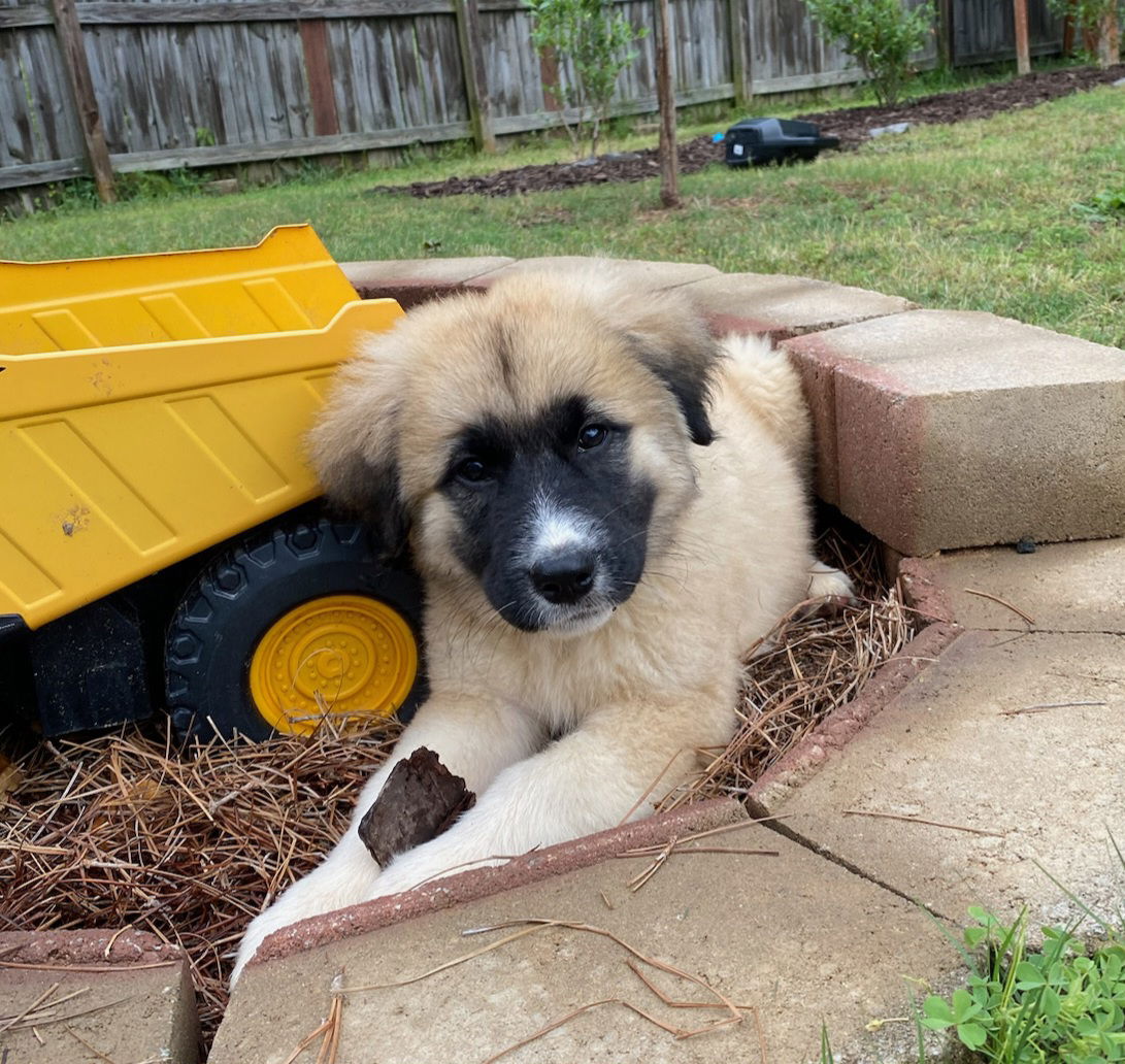 Dog for Adoption - Fuzz, a Great Pyrenees in Cobb County, GA | Alpha Paw