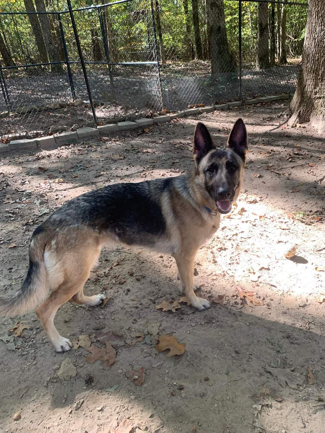 adoptable Dog in Loganville, GA named Gabbi