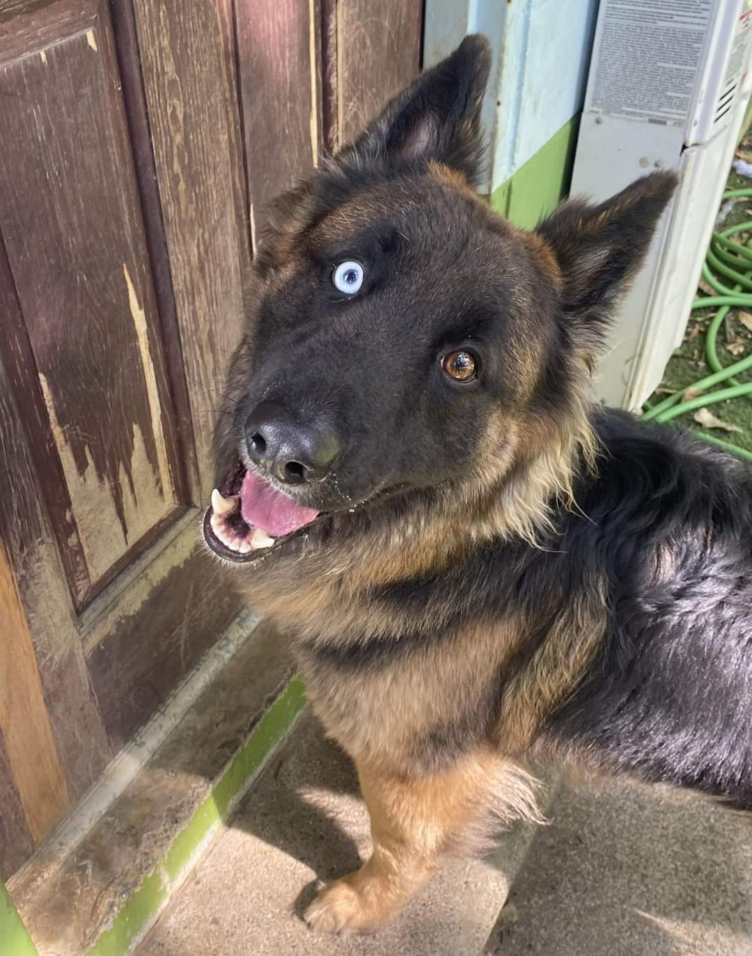 Dog for Adoption Kainan, a German Shepherd Dog in Forsyth County, GA