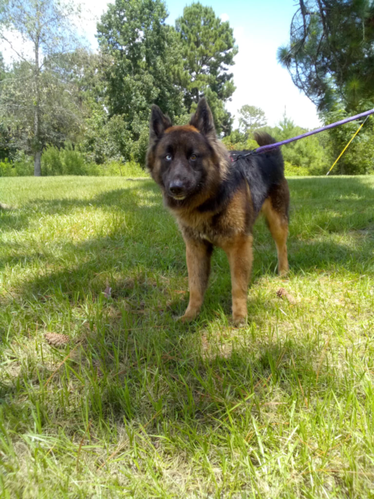 adoptable Dog in Loganville, GA named Kainan