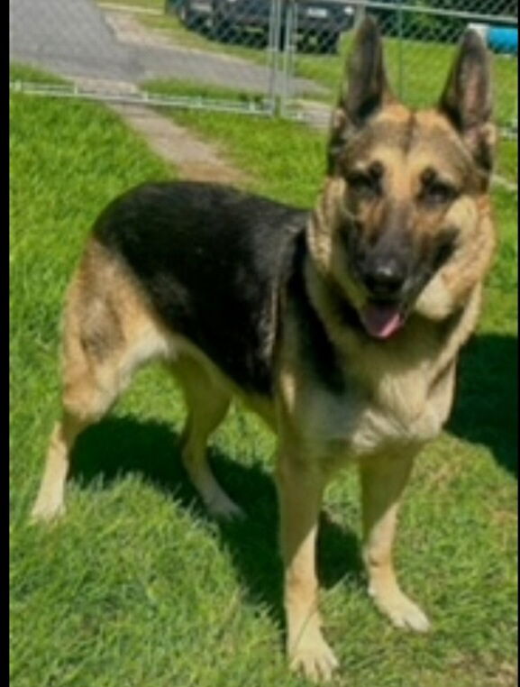 Dog For Adoption - Karolina, A German Shepherd Dog In Buford, Ga 