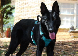 adoptable Dog in Loganville, GA named Loreli