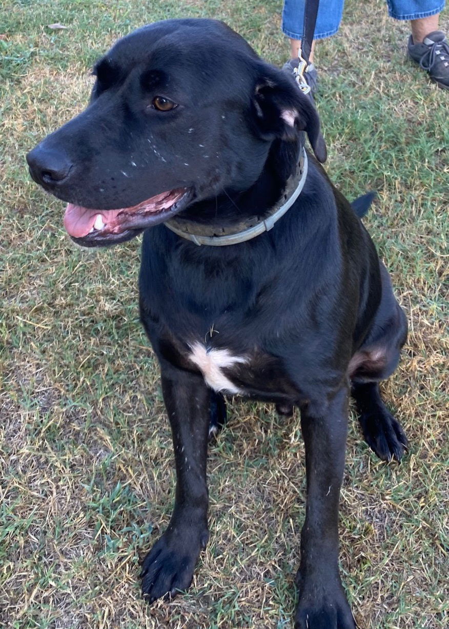 adoptable Dog in Loganville, GA named Decker