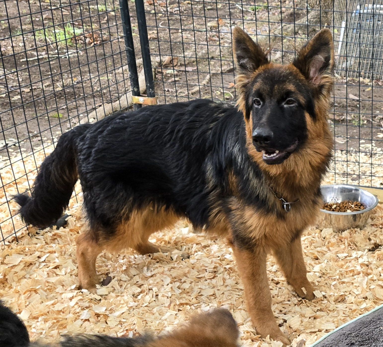 adoptable Dog in Loganville, GA named Negroni