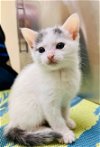 adoptable Cat in san jose, ca, CA named AU Litter Sal (bonded w/Caramelo)