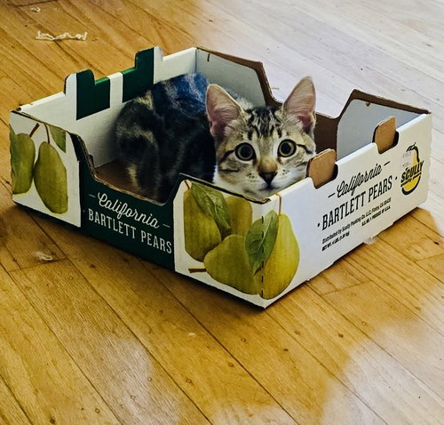 picture of the cat needing adoption