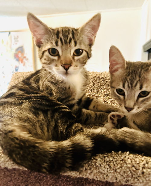 picture of the cat needing adoption