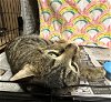 adoptable Cat in rochester, ny, NY named Carl