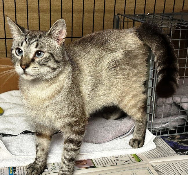 Cats for Adoption in Seneca County, New York Alpha Paw