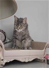 adoptable Cat in rochester, ny, NY named Cameo (laid back)