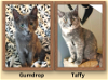 adoptable Cat in rochester, NY named Gumdrop and Taffy