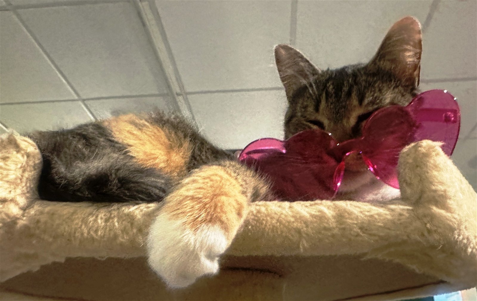 adoptable Cat in Rochester, NY named Ramona (Laid Back Gal)