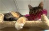 adoptable Cat in rochester, NY named Ramona (Laid Back Gal)