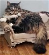 adoptable Cat in rochester, NY named Mishka (Sweet & beautiful)