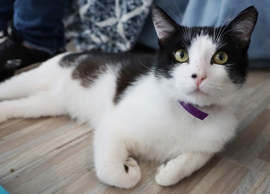 adoptable Cat in Rochester, NY named Street