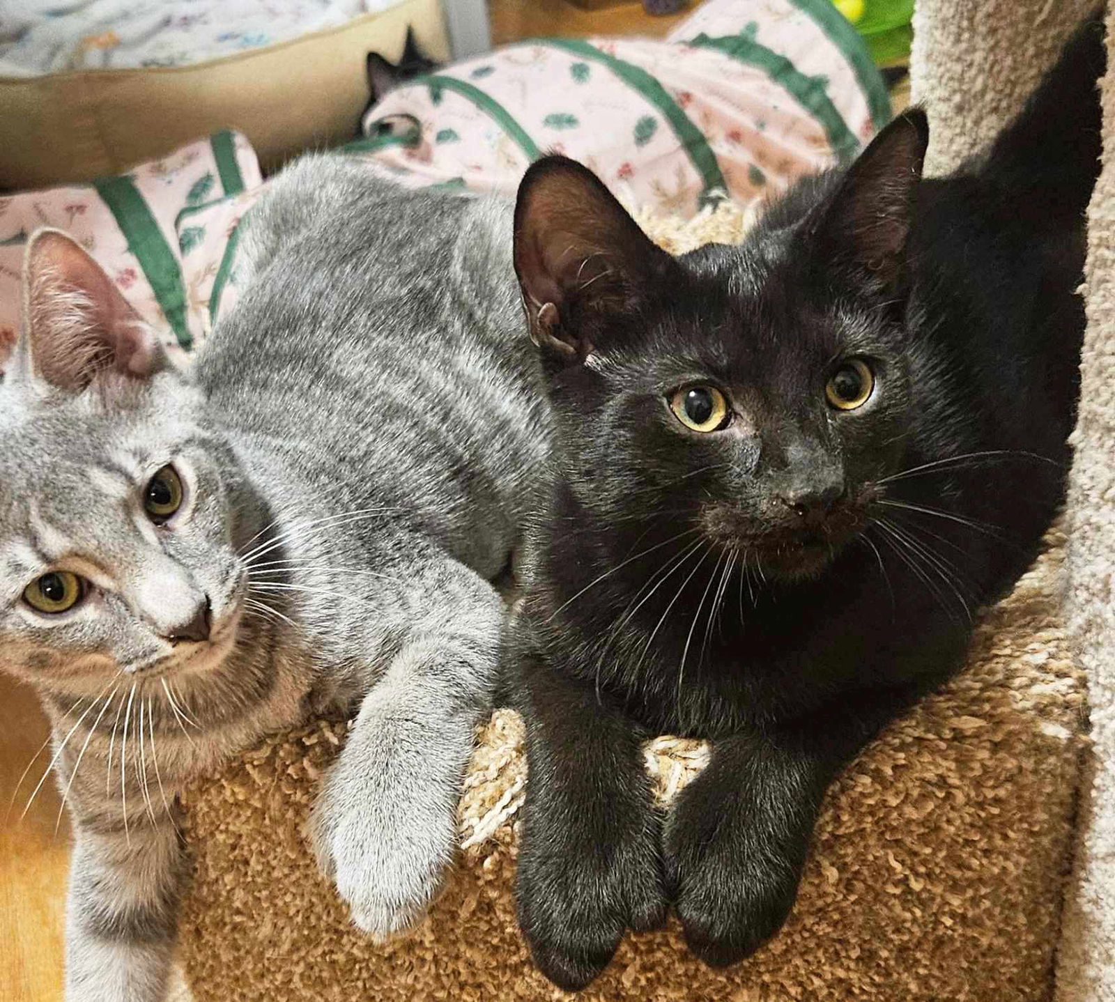 adoptable Cat in Rochester, NY named Kaden & Clark (Bonded Siblings)