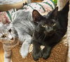 adoptable Cat in  named Kaden & Clark (Bonded Siblings)