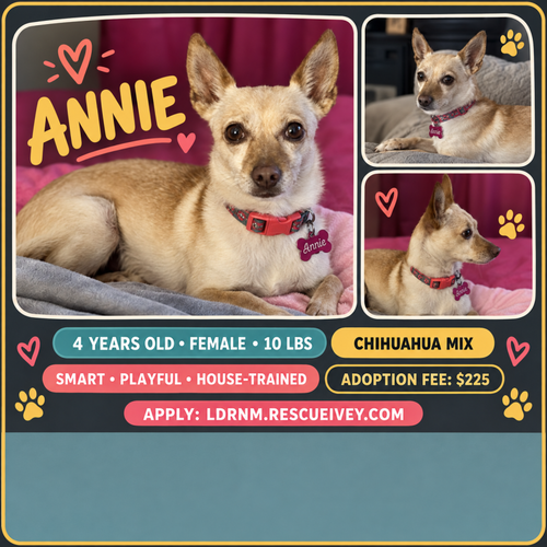 Annie, Chihuahua