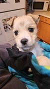 adoptable Dog in  named Alvina 3744