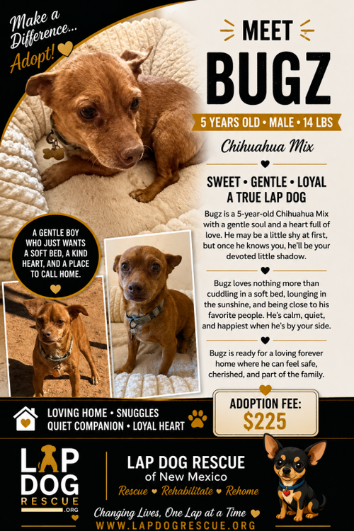 Bugz, Chihuahua